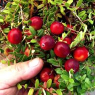 Саджанець Журавлина Бергман в контейнері